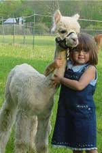 Happy Healthy Alpacas