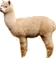 alpaca