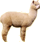 Alpaca